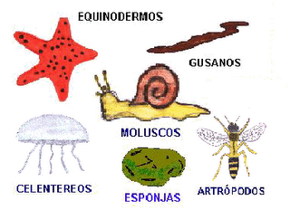 A los pollos las lombrices que ellos curar